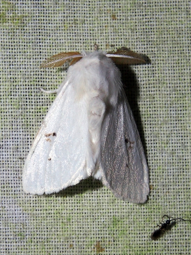 Thagona tibialis