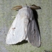 Thagona tibialis - Photo (c) Lena Struwe, μερικά δικαιώματα διατηρούνται (CC BY-SA), uploaded by Lena Struwe