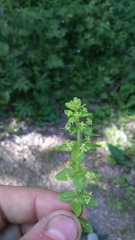 Cruciata glabra krylovii