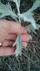 Artemisia ludoviciana