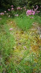 Centranthus angustifolius