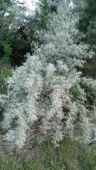 Elaeagnus angustifolia