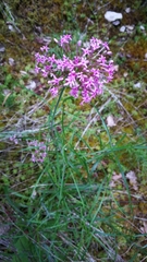 Centranthus angustifolius