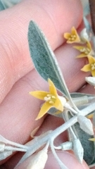 Elaeagnus angustifolia