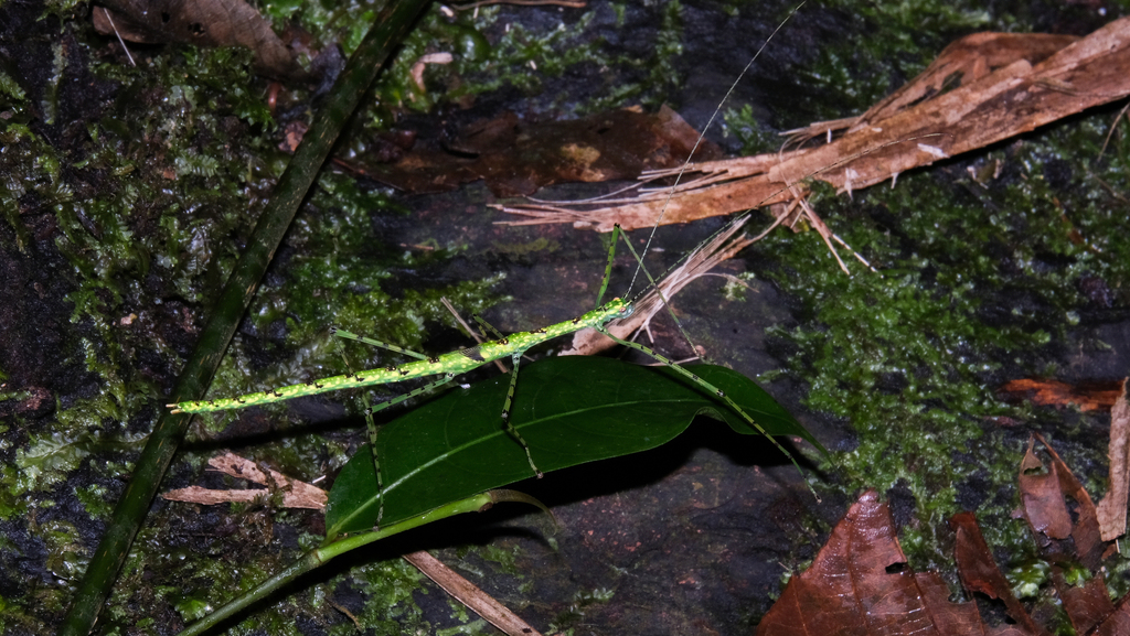 Necroscia pirithous