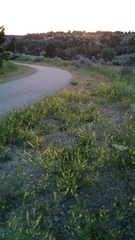 Melilotus officinalis