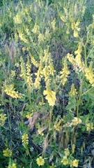 Melilotus officinalis