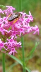 Centranthus angustifolius