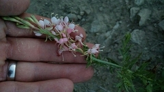Oenothera suffrutescens
