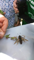 Cimbicidae
