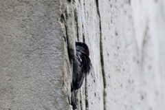 Passer domesticus