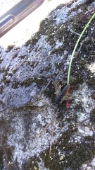 Cimbicidae
