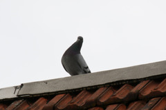 Columba livia domestica