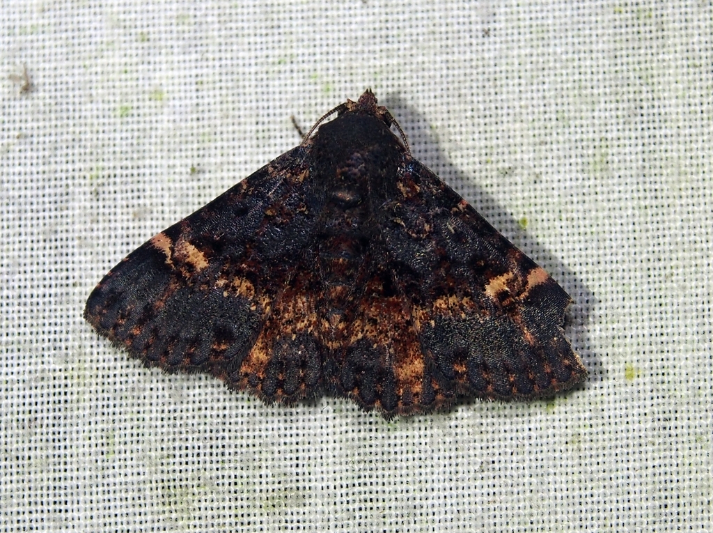 Metalectra carneomacula