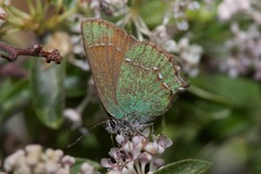 Callophrys affinis apama