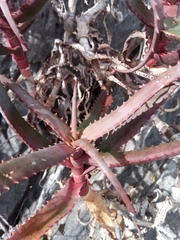 Aloe cyrtophylla image