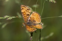 Phyciodes mylitta arizonensis