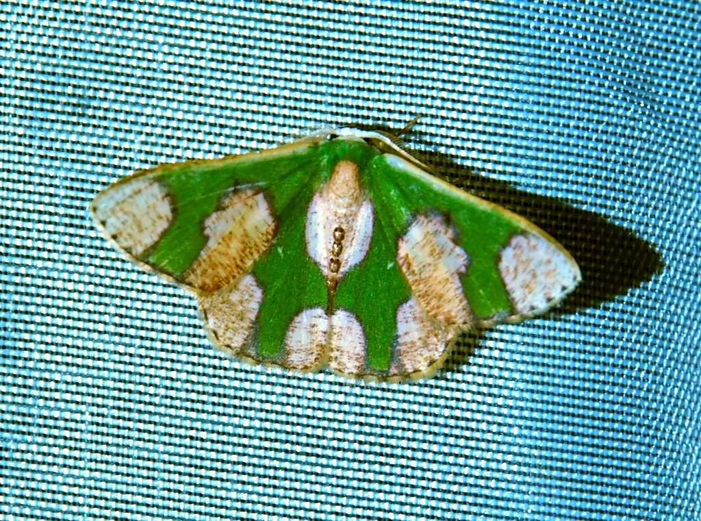 Oospila albicoma