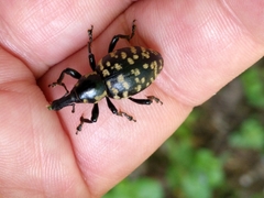 Liparus glabrirostris