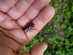 Liparus glabrirostris