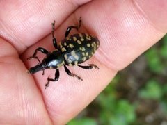 Liparus glabrirostris