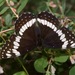 Limenitis weidemeyerii angustifascia - Photo (c) Tom Horton, some rights reserved (CC BY-NC), uploaded by Tom Horton