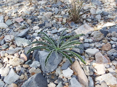 Frasera albomarginata