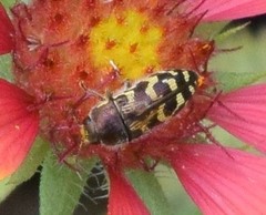 Acmaeodera mixta