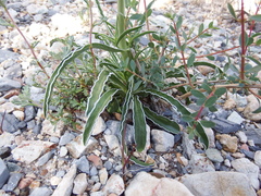 Frasera albomarginata