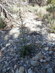 Frasera albomarginata