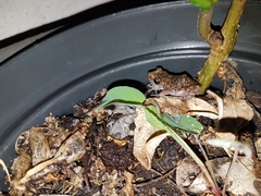 Eleutherodactylus verrucipes