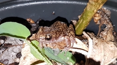 Eleutherodactylus verrucipes