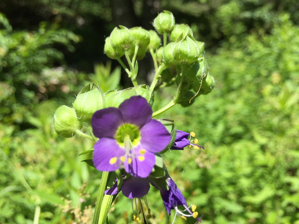 Bog Jacob's-ladder