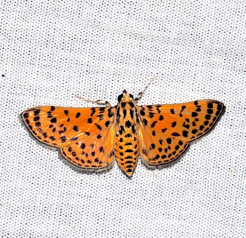 Polygrammodes maculiferalis