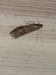 Vitula serratilineella