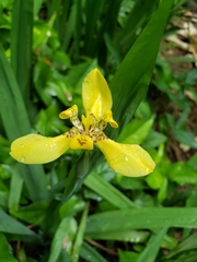 Trimezia steyermarkii