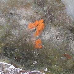 Botryllus schlosseri