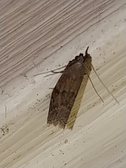 Vitula serratilineella