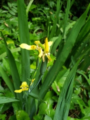 Trimezia steyermarkii