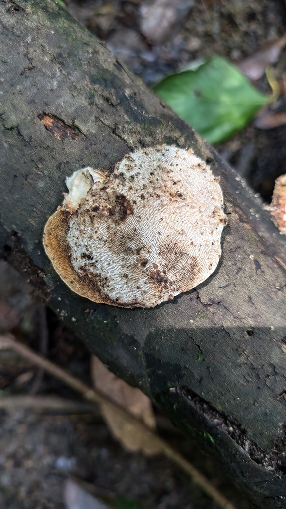 Trametes elegans · August 2024 · photo: © atsushi_nakajima_cirque (iNaturalist, cc-by)