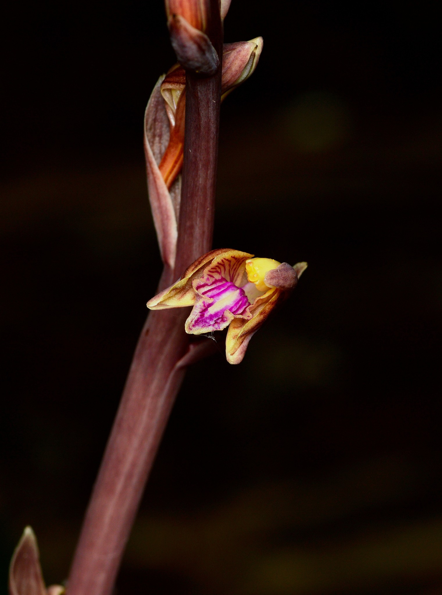 Bletia arizonica