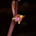 Arizona Crested Coralroot - Photo (c) Robby Deans, some rights reserved (CC BY-NC), uploaded by Robby Deans