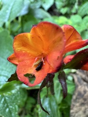 Bomarea hirsuta