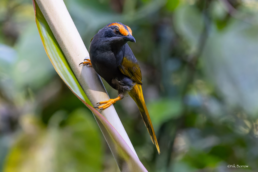 Fiery-Browed Starling