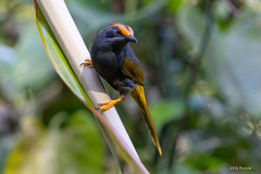 Fiery-Browed Starling photo 1