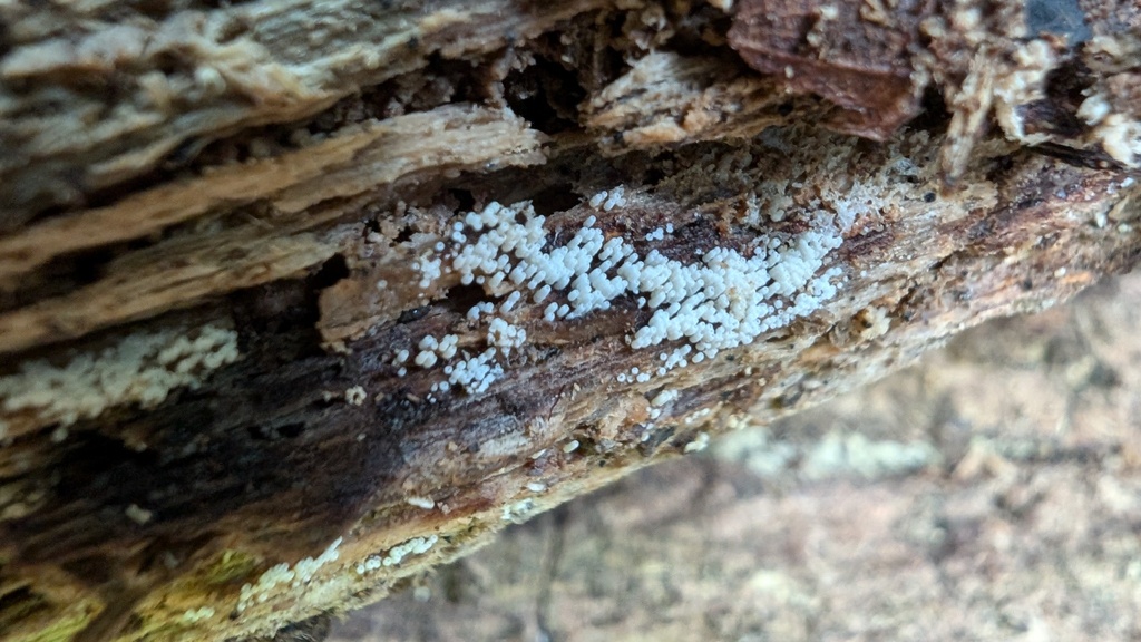 Henningsomyces candidus · August 2024 · photo: © atsushi_nakajima_cirque (iNaturalist, cc-by)
