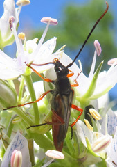 Neobellamira delicata