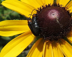 Nemognatha nemorensis