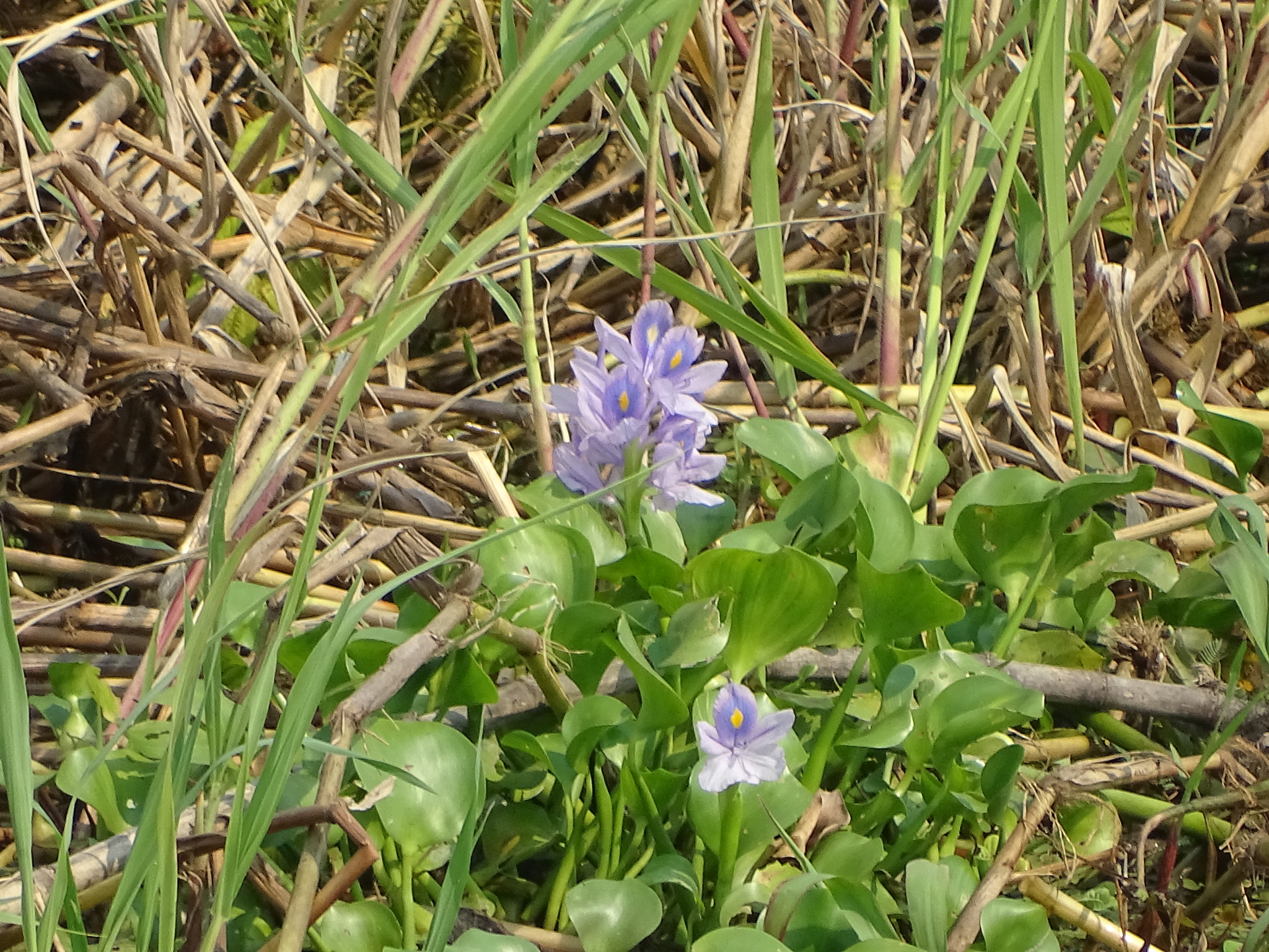 Pontederia crassipes