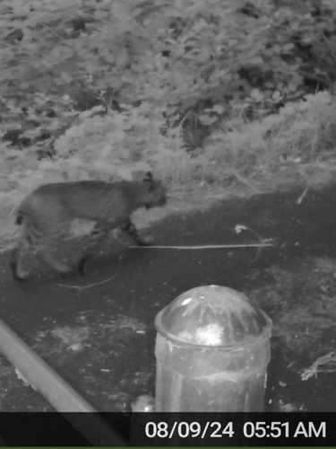 Bobcat photographed in Oregon